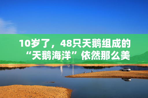 10岁了，48只天鹅组成的“天鹅海洋”依然那么美